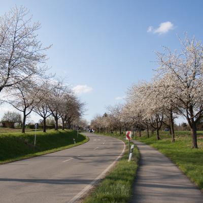 Ostfildern Fruhling 2 Von 3